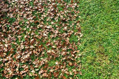 Fall Leaf Cleanup Process