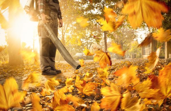 Cost of Leaf Blowing Service in Honolulu