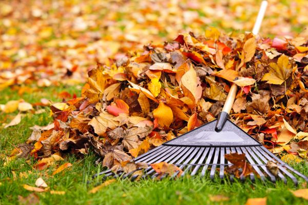 Cost of Leaves Removal in Honolulu