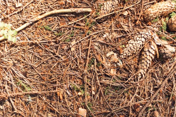 Cost of Pine Needles Removal in Honolulu
