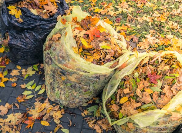 Cost of Yard Cleanup Service in Honolulu