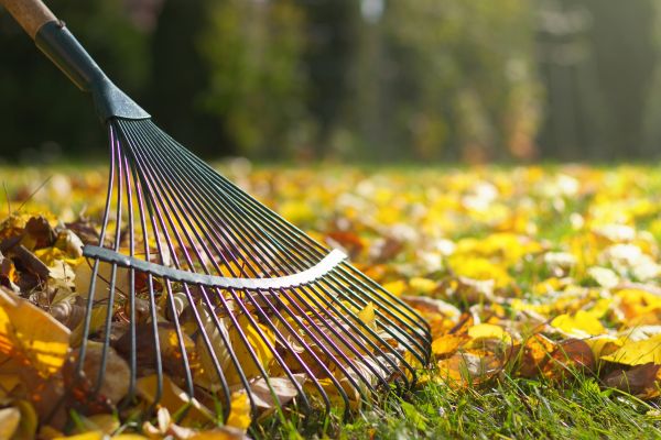 Cost of Leaf Raking Service in Honolulu