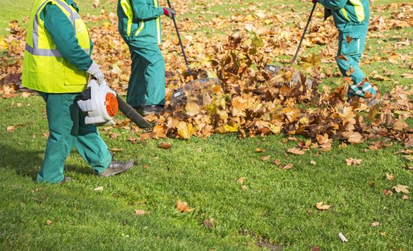 Cost of Leaf Maintenance in Honolulu