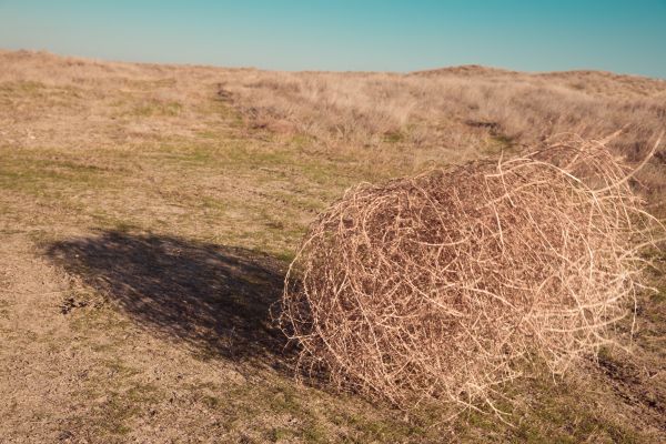 Cost of Tumbleweed Removal in Honolulu