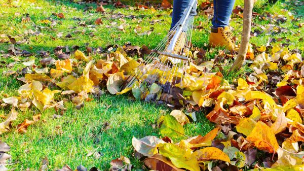 Cost of Lawn Cleanup Service in Honolulu